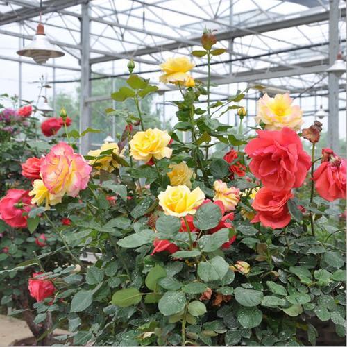 玫瑰花环菊：最迷人和梦幻的多年生花卉之一