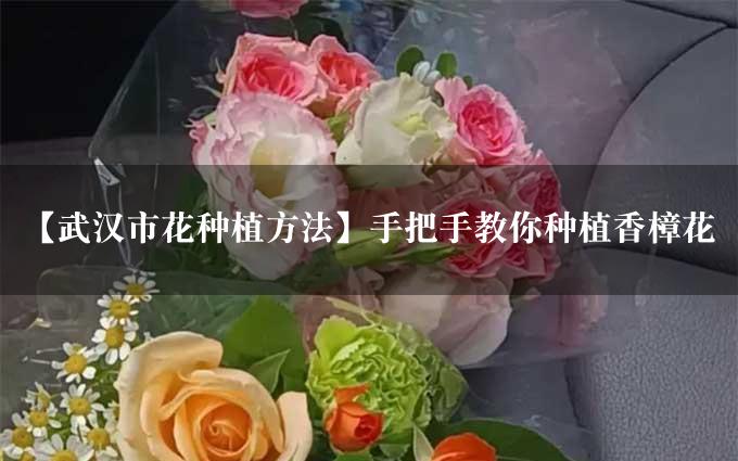 【武汉市花种植方法】手把手教你种植香樟花