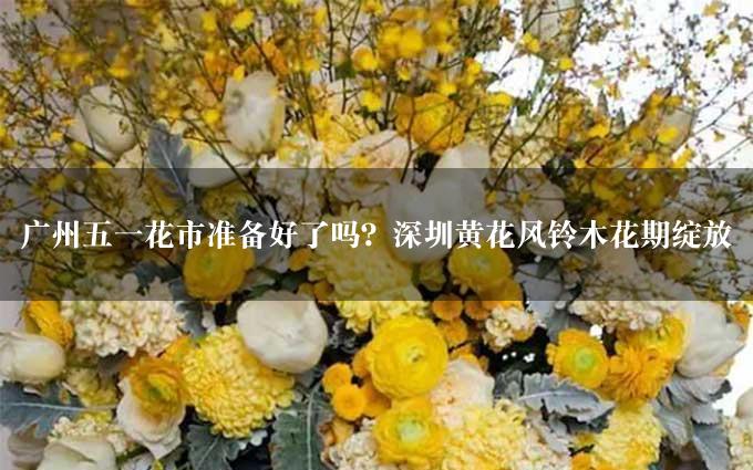 广州五一花市准备好了吗？深圳黄花风铃木花期绽放