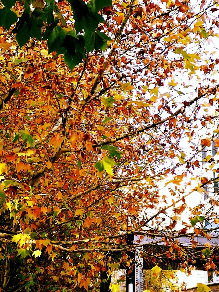 【花园新手】梧桐树的叶子颜色如何判断？