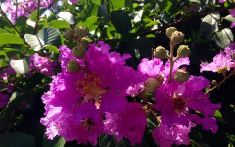 【紫薇花园】如何在秋季为紫薇花进行有效的养护？