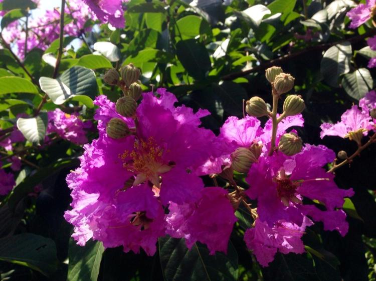 【紫薇花园】如何在秋季为紫薇花进行有效的养护？