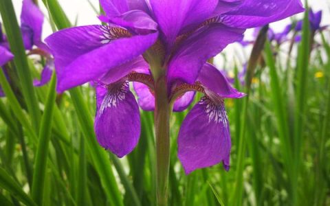 豁达大气的紫色花——送给老师的紫色鸢尾花语详解