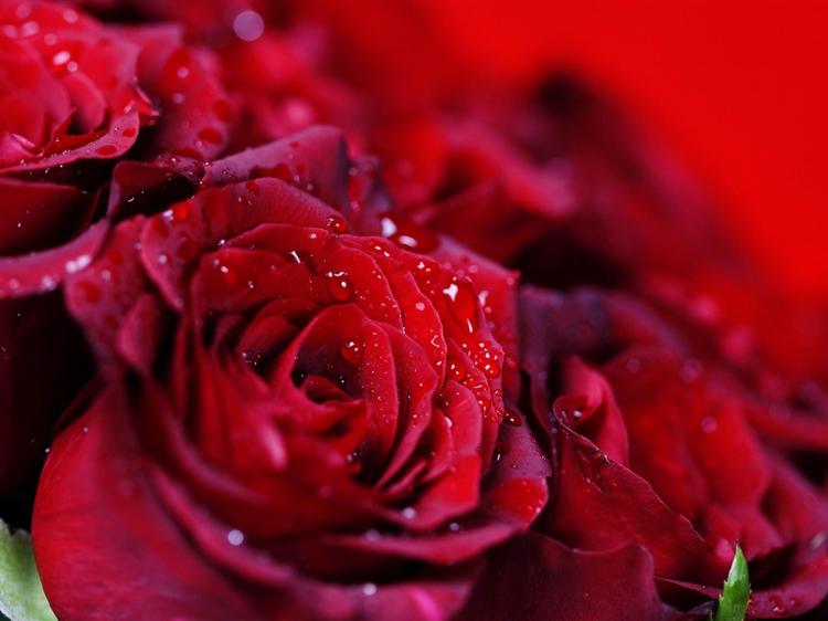 【高雅之花】红玫瑰给情人，香槟玫瑰藏爱意！
