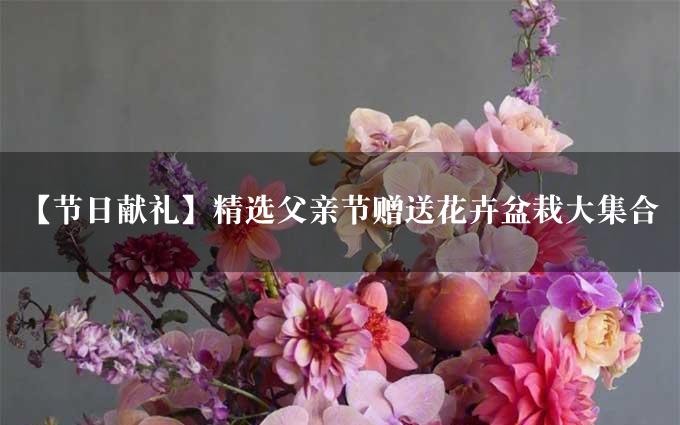 【节日献礼】精选父亲节赠送花卉盆栽大集合