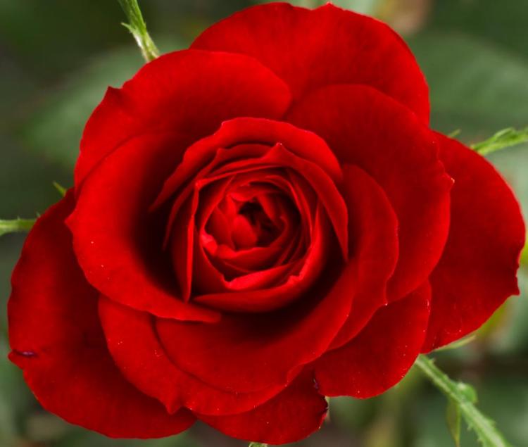 【红玫瑰的含义】- 让你更加理解情人节氛围