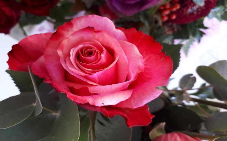 了解15朵玫瑰的花语，成为真正的花艺大师！