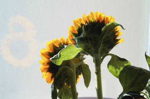 向日葵绽放的美丽：探究它的独特特点
