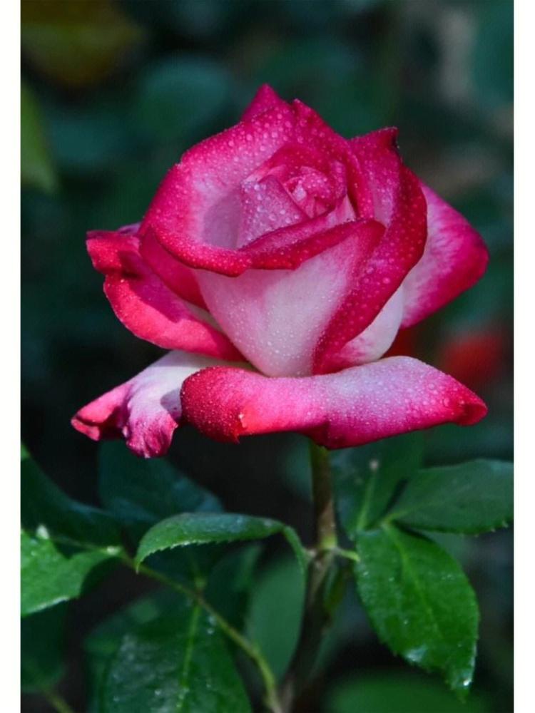 探究男人送【七朵玫瑰】的神秘含义，不同花语对比