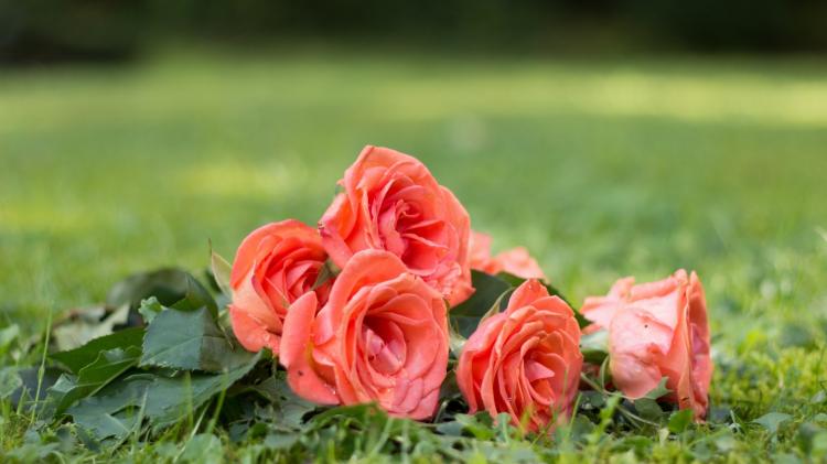 【七朵玫瑰】代表的含义与男人送花技巧