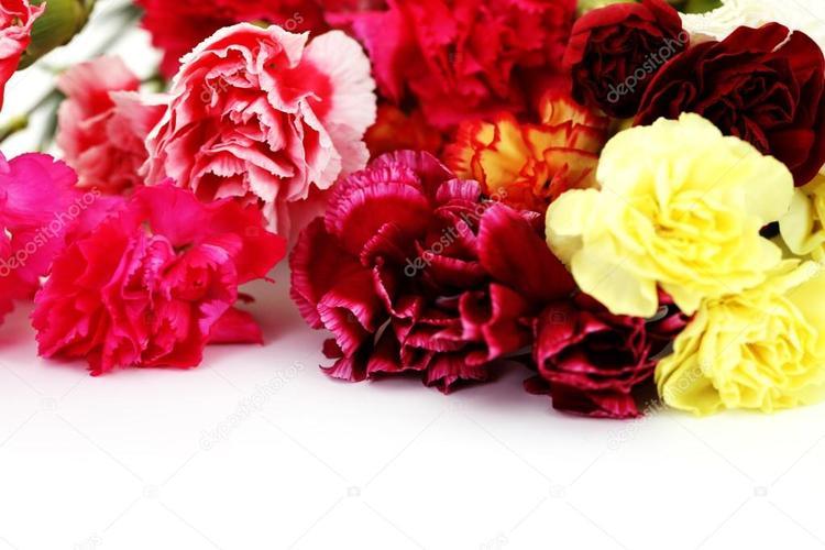 康乃馨作为母亲节的花卉之王，多少朵才是最佳送礼数量？