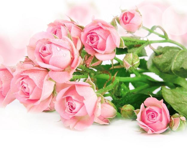 真正懂花语还需知晓“11朵粉色玫瑰花语”含义
