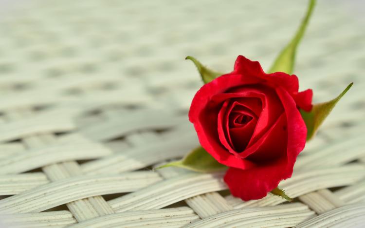 11朵红玫瑰代表怎样的爱情情感，一起来了解一下吧！
