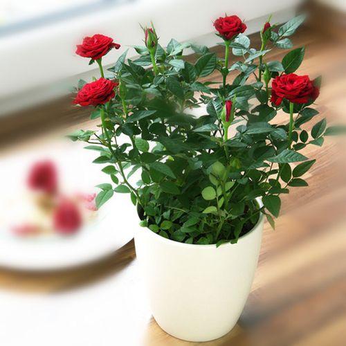 【不同颜色玫瑰花送给母亲的意义】用鲜花表达感恩之心