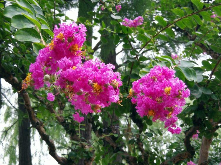 紫薇花的丰富花语，涉及哪些不同方面？让人念念不忘！