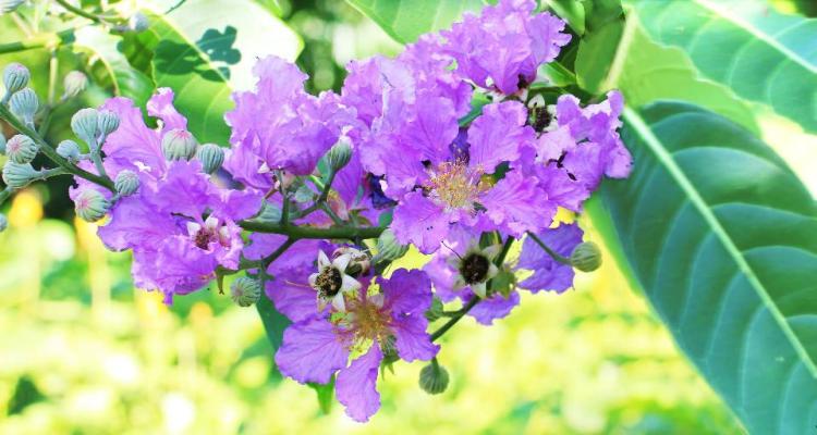紫薇花是什么意思，几百年的历史使其寓意更加深刻绵长！