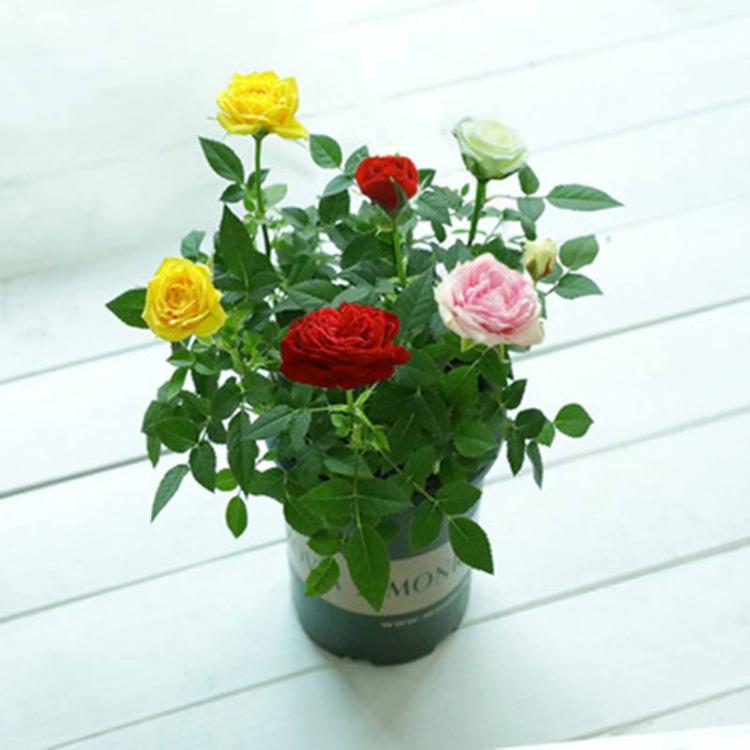 玫瑰花100种生根方法大揭秘，从此让你的花园更加美丽！