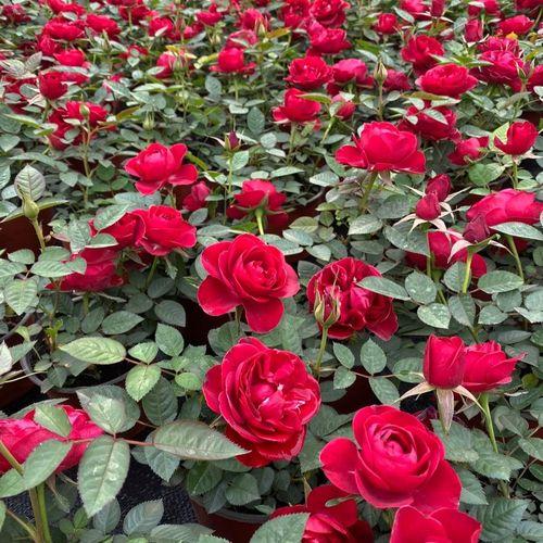 100种花卉专家推荐的玫瑰花生根方法，让你花盆里开满花！