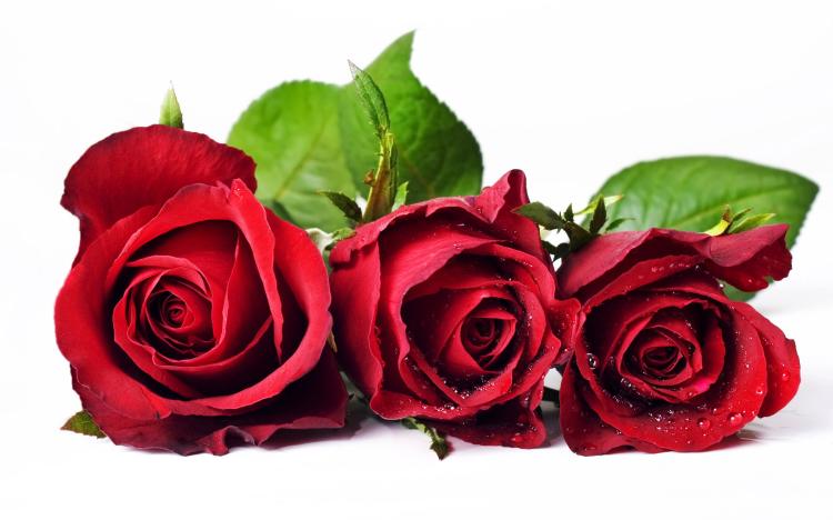 深入挖掘红玫瑰的花语，读懂52朵红玫瑰之间的情感纽带！