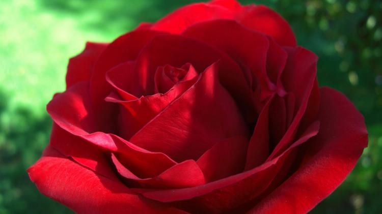 花传语：究竟是什么情感在52朵红玫瑰中流淌着？