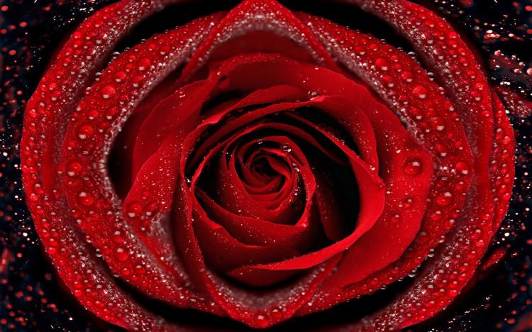 花之语陈述：52朵红玫瑰所代表的独一无二的含义！