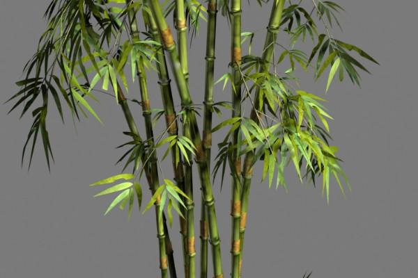 竹子的品种特征和应用价值深度分析