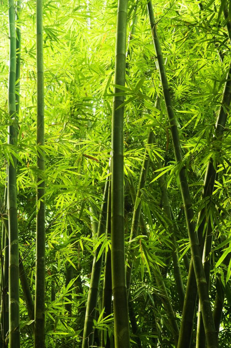 竹子的分类及不同品种的身影探秘