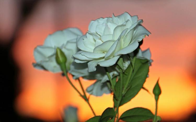 白色玫瑰花的美好寓意，传递无言的心意
