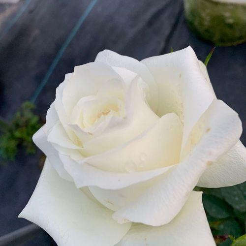 玫瑰花有千万种，白色玫瑰花的寓意最美