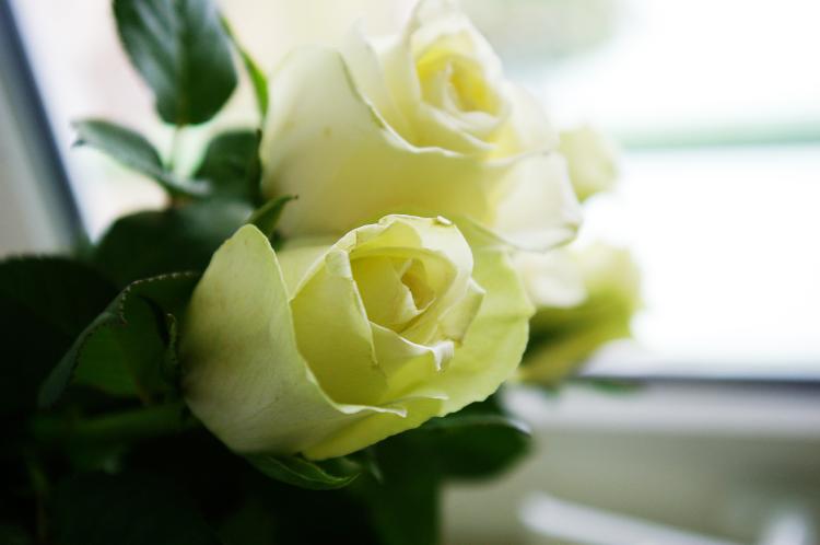 白色玫瑰花的寓意是什么？一起来了解一下！