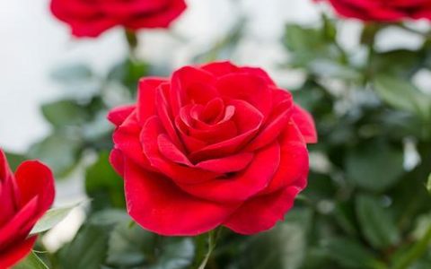 玫瑰花语：解密九朵玫瑰的情感象征含义