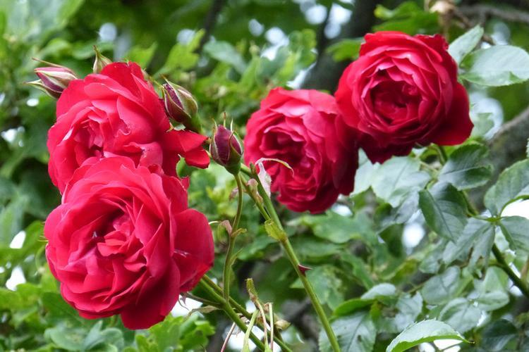 玫瑰花语大揭秘：九朵玫瑰分别代表什么样的情感