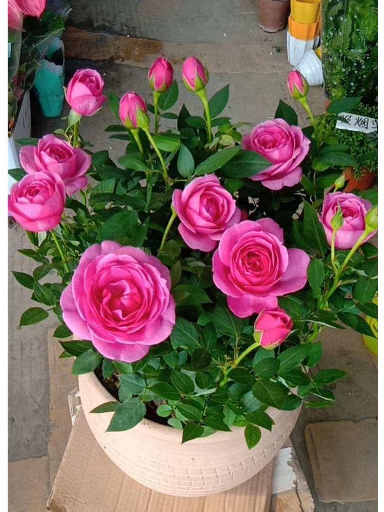 了解玫瑰花语：九朵玫瑰解读不同的爱情情感