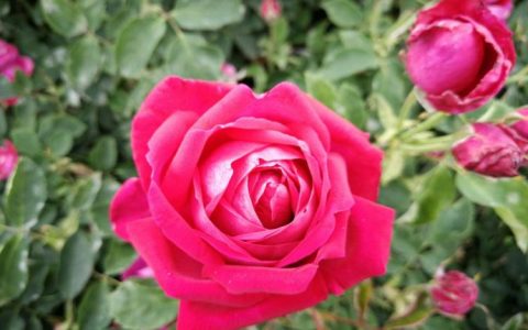 九朵玫瑰有什么神秘的花语意义？