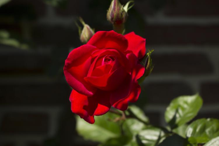 红玫瑰19朵——花语之泪