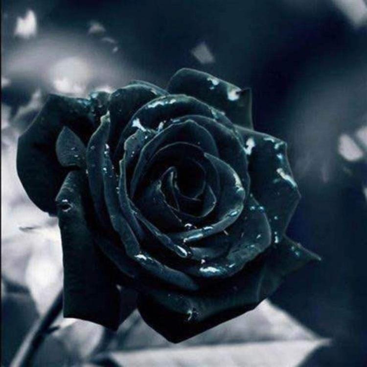 黑玫瑰的花语：你是恶魔的暗示？