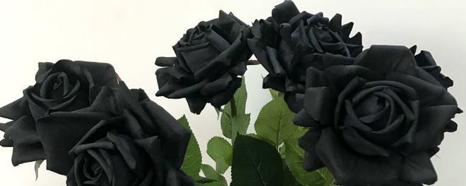 如何正确理解黑玫瑰的花语？它真的代表“你是恶魔”吗？