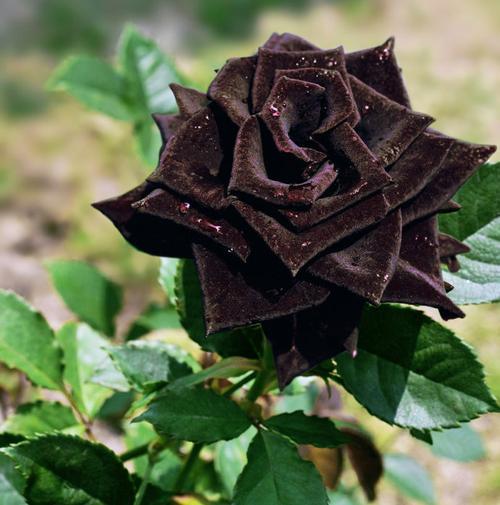 黑玫瑰的花语是恶魔的代表吗？