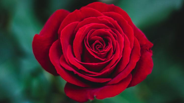 向爱人赠送艳粉真爱玫瑰的寓意与象征