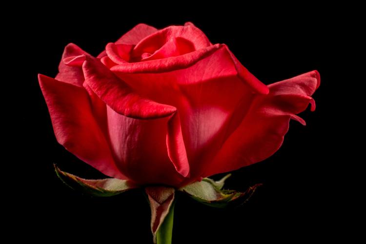 探秘艳粉真爱玫瑰的品种和特点