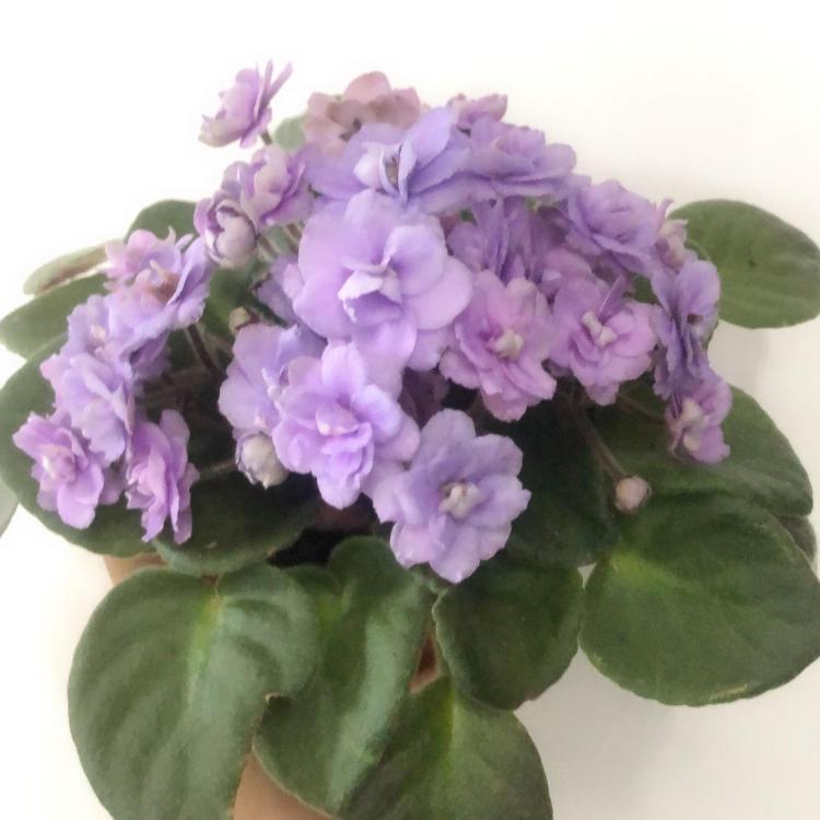 紫色紫罗兰的花语：神奇而又娇柔