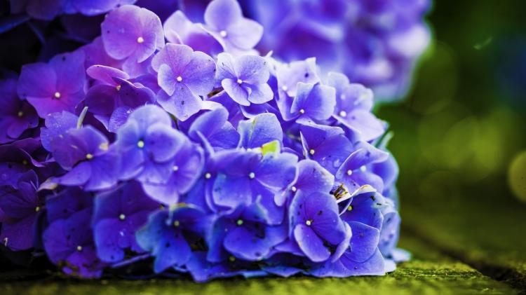 紫罗兰的花语描绘了一种缓慢而安详的美