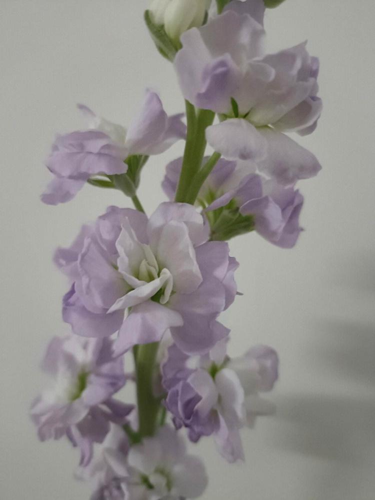 紫罗兰不仅仅代表青春，它还隐藏了这些花语