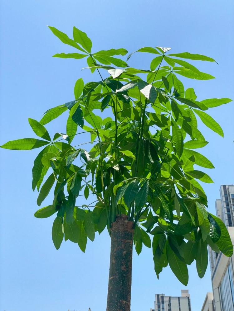养护发财树的12个小技巧，让它健康成长