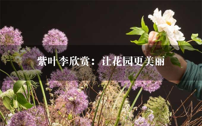 紫叶李欣赏：让花园更美丽