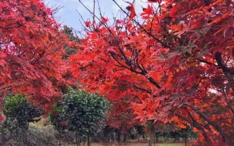 【美国红枫】：美国红枫为什么成为了美洲枫属最喜爱的树种之一？