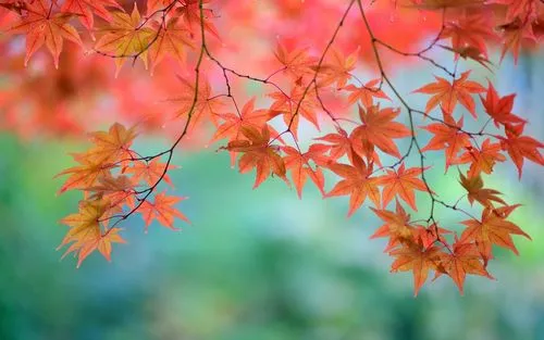 【美国红枫】：从美国红枫到热门红叶景点，看世界红色秋景