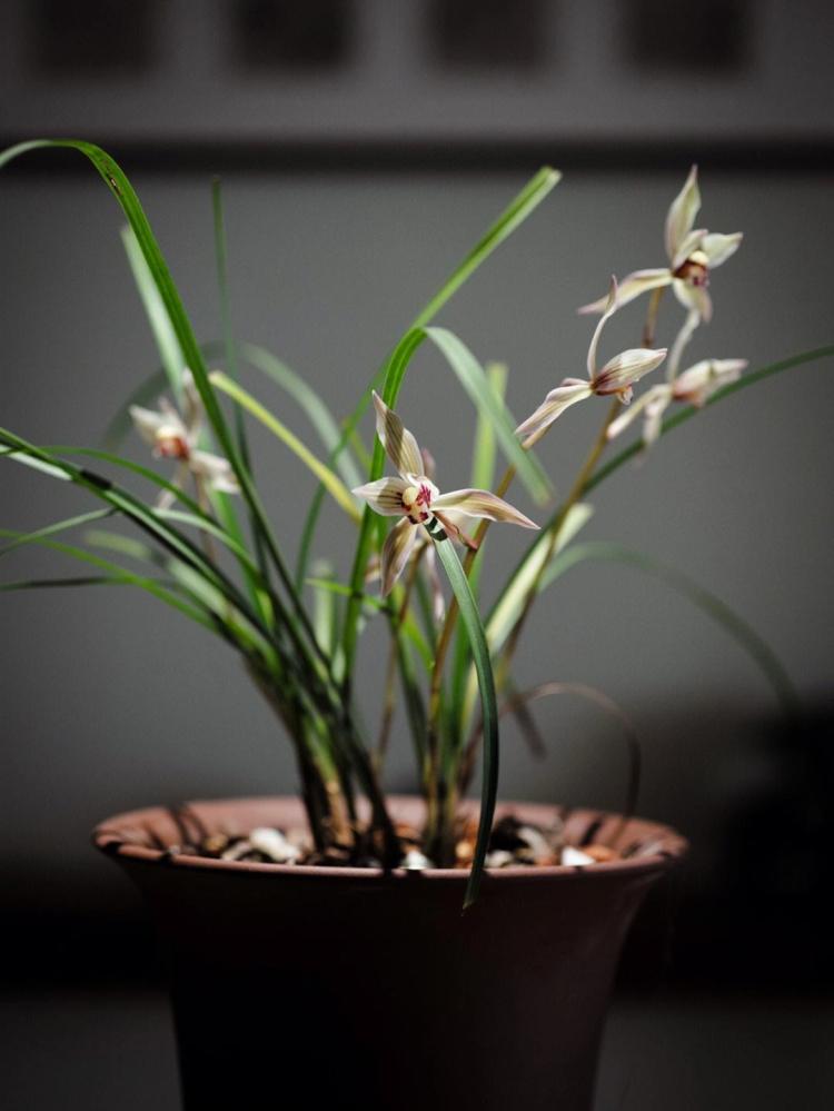 为您全面介绍常见兰花品种，详解花器搭配