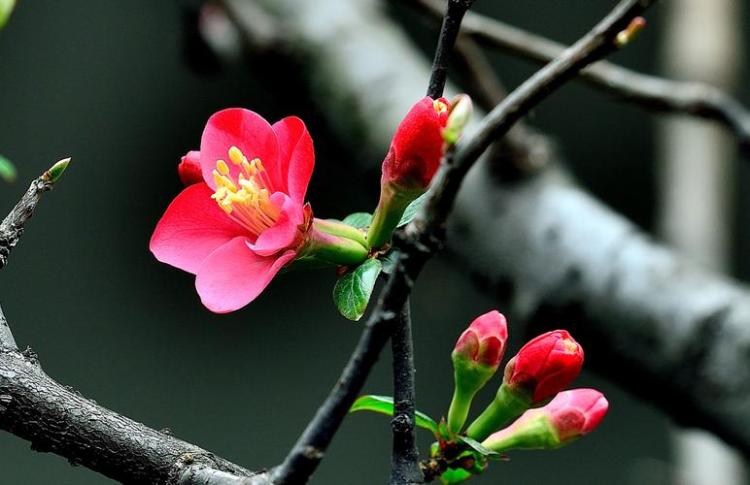 鲜艳红海棠花开放的最佳时间是？