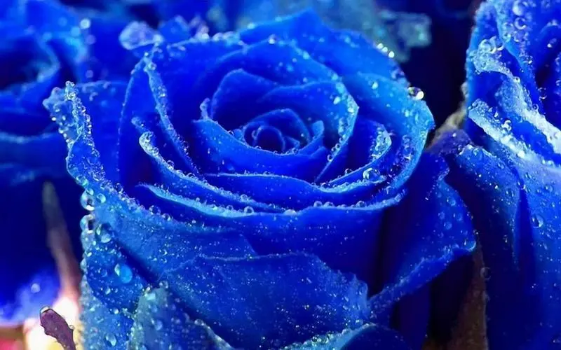 蓝色妖姬蓝玫瑰：由花语展现的特殊意义